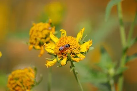 Insect wallpaper Stock Photos