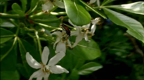 Insect in warped space garden Vidéo 68481761
