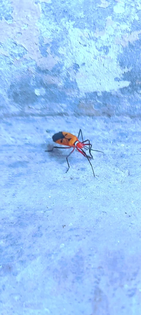 Insect Washing Its Legs 스톡 동영상 290520198