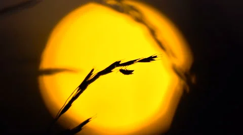 Insect wasing up before sleep Stock Footage 64800997