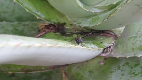 Insect wasp collection Stock Footage 93440367