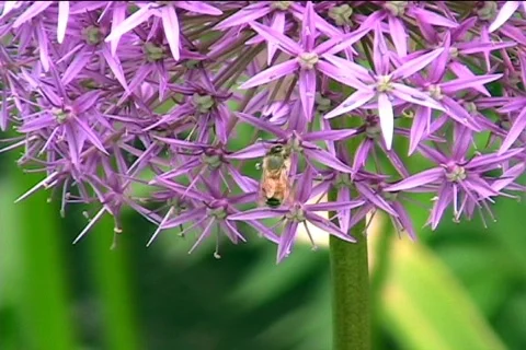 Insect-Wasp Video stock 457780