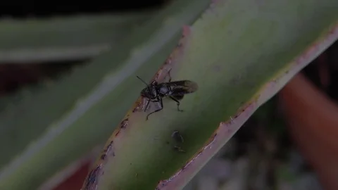 Insect wasp Stock Footage 93440371