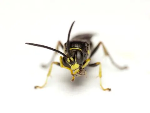 Insect. Wasp on white Stock Photos