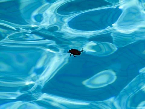 Insect in the water Stock Photos