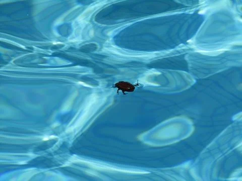 Insect in the water Foto stock