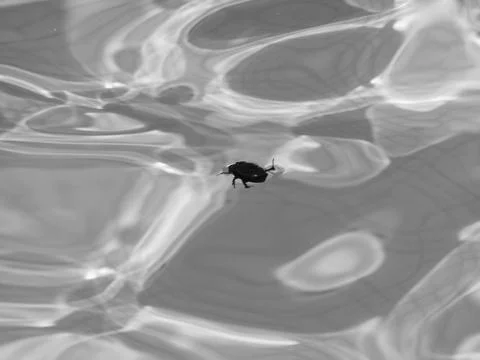 Insect in the water Stock Photos