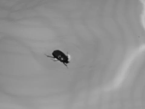 Insect in the water Stock Photos