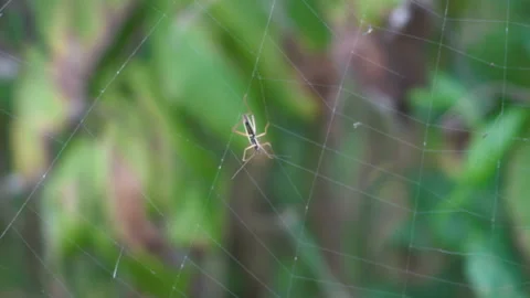 Insect in the web Stock Footage 124928563