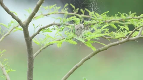 Insect web on tree branches Stock Footage 322725267