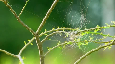 Insect web on tree branches Stock Footage 322725278