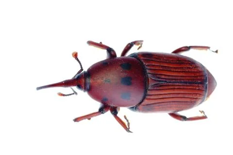 Insect weevil snout beetle Foto stock