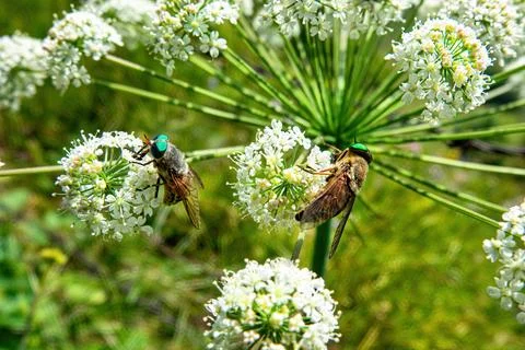 Insect while feeding on the nectar of Apiaceae flowers Stock Photos