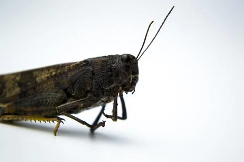 Insect on a white background, grasshopper close-up, place for your inscription Stock Photos