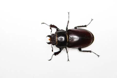 Insect on white background, top view. Six legs. Foto stock