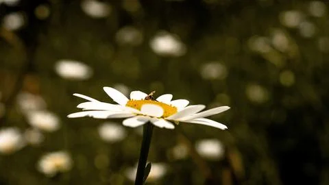 Insect on a white daisy Fotos de archivo