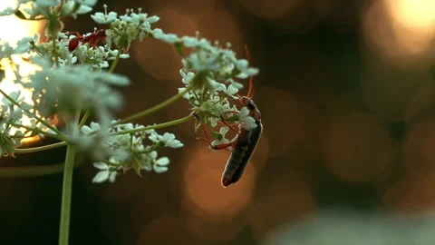 Insect on white flower with bokeh background at sunset Stock Footage 340778460