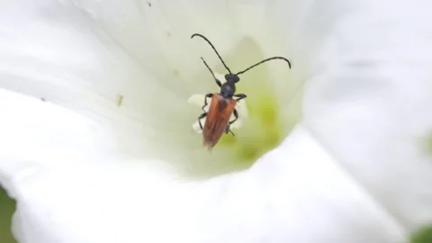 An insect into a white flower Stock Footage 245019554