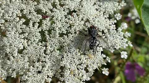 INSECT ON WHITE FLOWER HEAD Stock-Footage 288616028