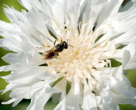 Insect on a white flower Stock Photos