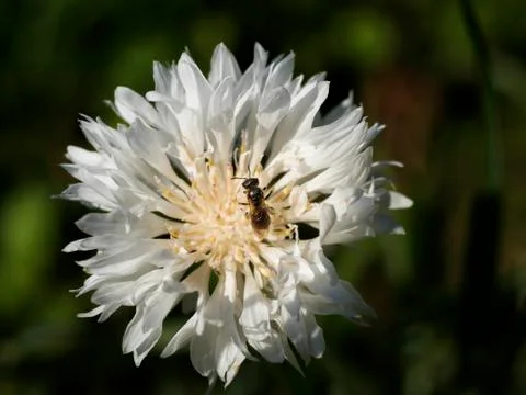 Insect on a white flower Stock Photos
