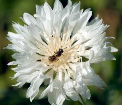 Insect on a white flower Stock Photos