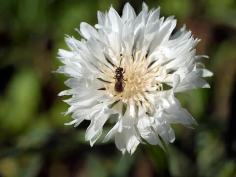 Insect on a white flower Stock Photos