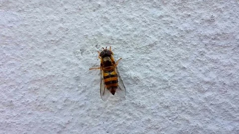 Insect on the white wall Stock Footage 73492115