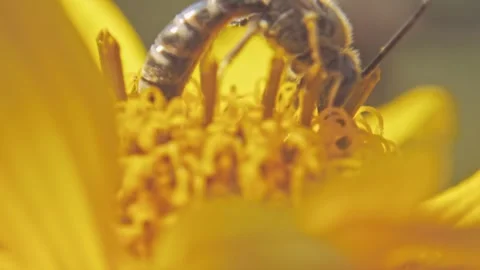 Insect wild bee on a yellow flower close-up Stock Footage 259972005