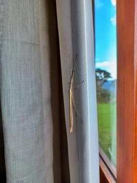 Insect on the window curtain Stock Photos