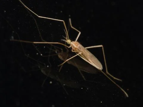 Insect on windshield macro photo Stock Photos