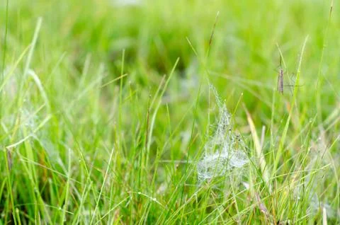An insect with wings and large legs sits on the green grass among the white f Stock Photos