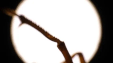 Insect Wings Stock Footage 93321376