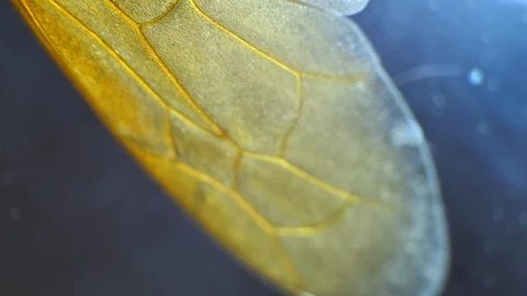 Insect Wings Stock Footage 93321989