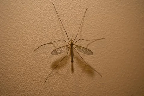 Insect with wings on a wall in the twilight, texture on the wall Foto stock