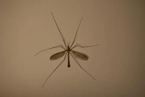 Insect with wings on a wall in the twilight, texture on the wall Stock Photos