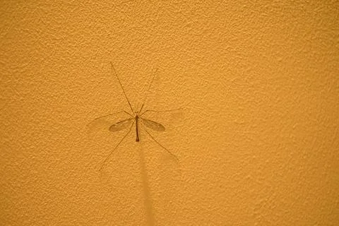 Insect with wings on a wall in the twilight, texture on the wall Stock Photos