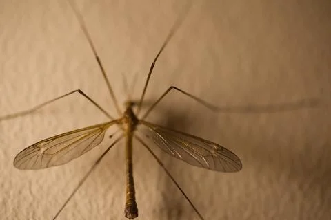 Insect with wings on a wall in the twilight, texture on the wall Stock Photos