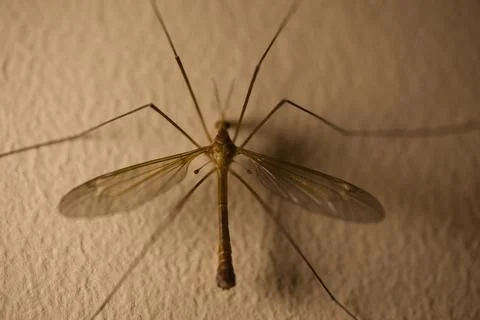 Insect with wings on a wall in the twilight, texture on the wall Stock Photos