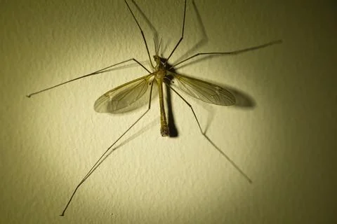 Insect with wings on a wall in the twilight, texture on the wall Stock Photos