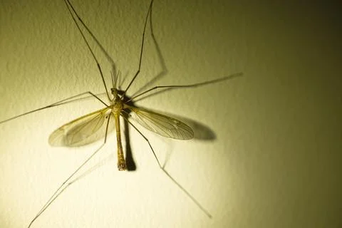 Insect with wings on a wall in the twilight, texture on the wall Stock Photos