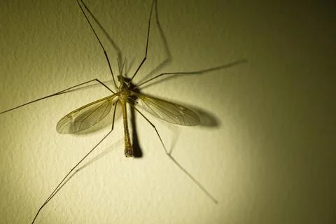 Insect with wings on a wall in the twilight, texture on the wall Stock Photos