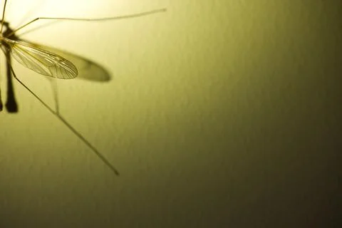 Insect with wings on a wall in the twilight, texture on the wall Stock Photos