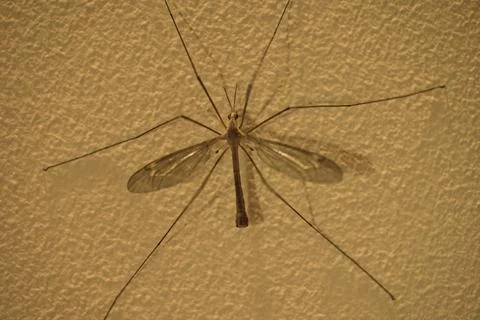 Insect with wings on a wall in the twilight, texture on the wall Stock Photos