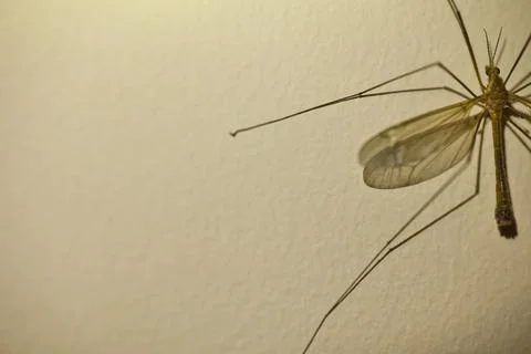 Insect with wings on a wall in the twilight, texture on the wall Stock Photos
