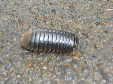 An insect in winter Stock Photos