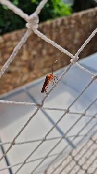 Insect on wire mesh Stock Photos