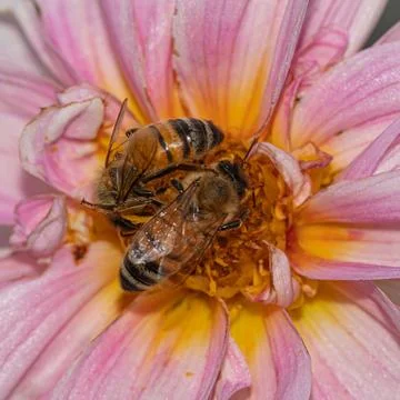 Insect wonderland: common bee exploring pink dahlia's charm Foto stock