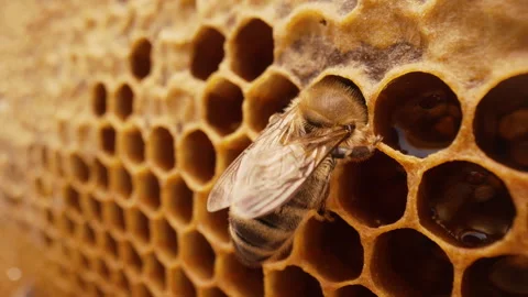 Insect Working On Honeycomb In Apiary. Life Of Carniolan Honey Bee In Hive.Macro Stock Footage 314522185