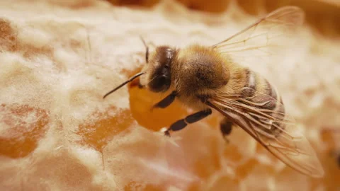 Insect Working On Honeycomb In Apiary. Life Of Carniolan Honey Bee In Hive.Macro Stock Footage 314522307